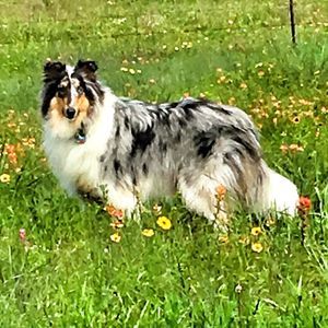 Meet your Posher, Bonnie blu